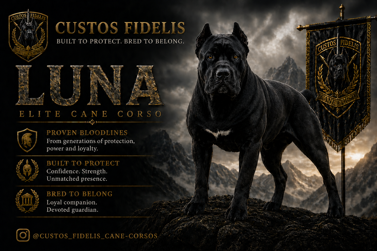 Luna, a Custos Fidelis Cane Corso