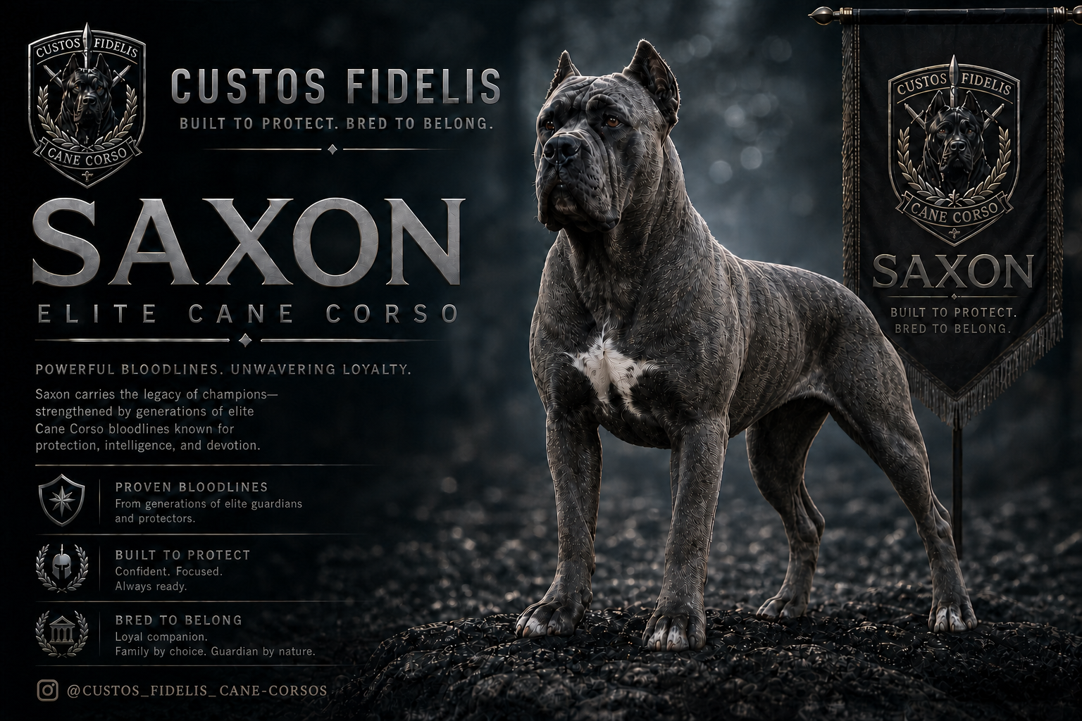 Saxon, a Custos Fidelis Cane Corso